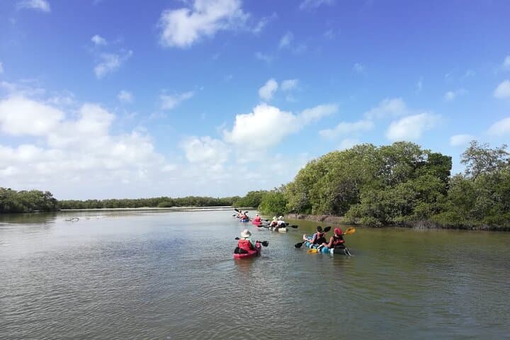 Holbox Mangrove Kayak Tour — Shared Guided Wildlife Paddling photo 5