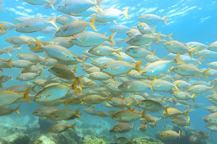 Discover Scuba Diving at Playa Chica, Lanzarote photo 4
