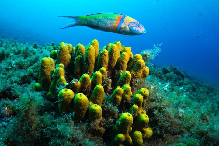 Discover Scuba Diving at Playa Chica, Lanzarote photo 2