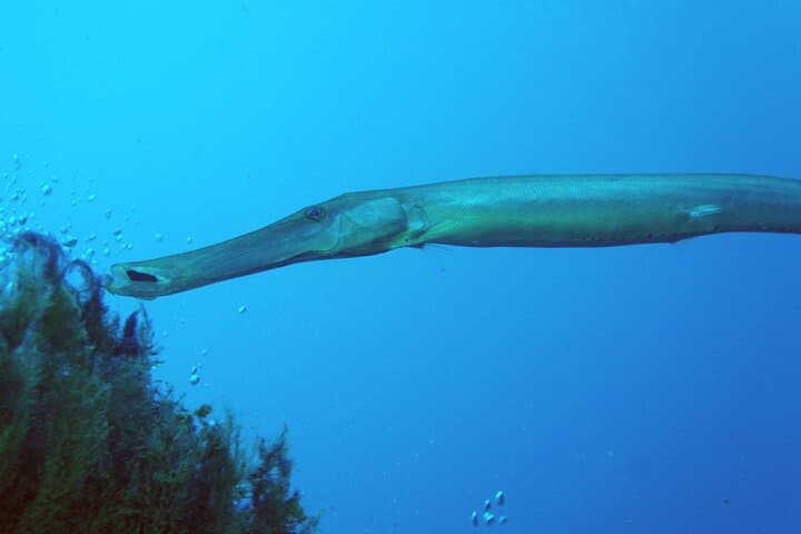 Shore Scuba Diving at Playa Chica, Lanzarote — Certified Diver Excursions photo 4