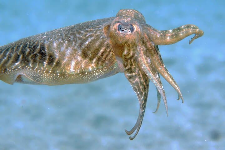 Shore Scuba Diving at Playa Chica, Lanzarote — Certified Diver Excursions photo 3