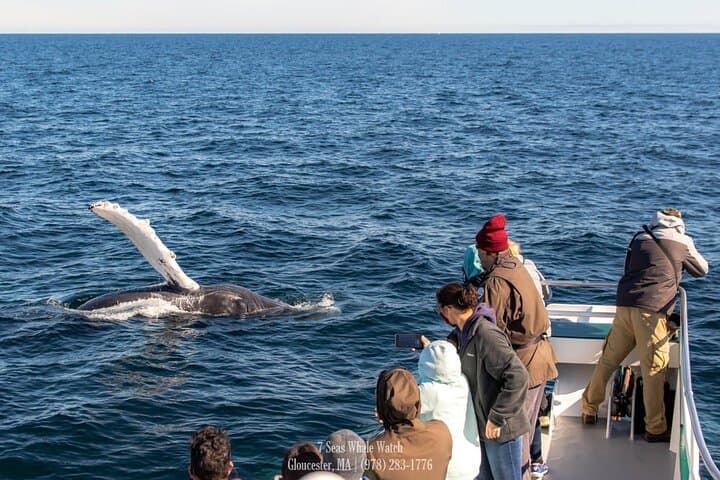 Guaranteed Whale Watching at Stellwagen Bank from Gloucester Harbor photo 3