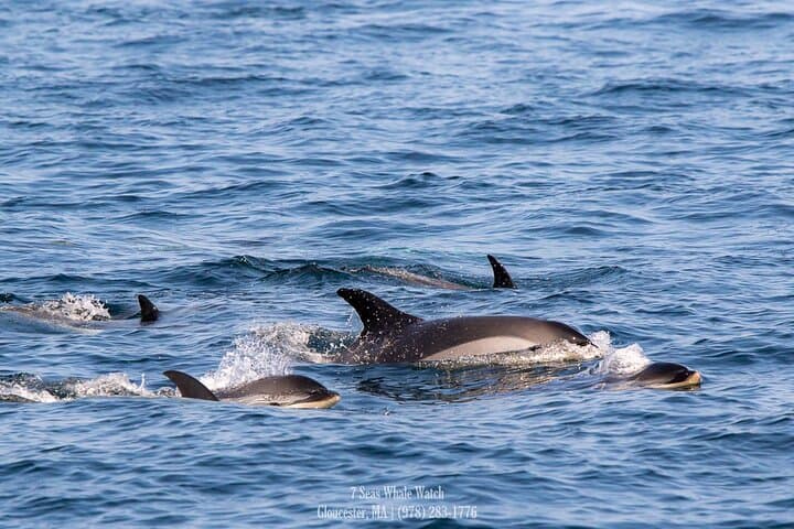 Guaranteed Whale Watching at Stellwagen Bank from Gloucester Harbor photo 4