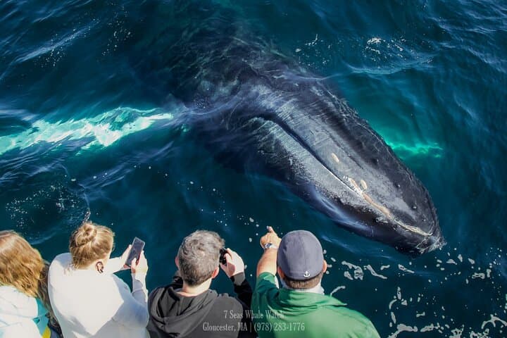 Guaranteed Whale Watching at Stellwagen Bank from Gloucester Harbor photo 5