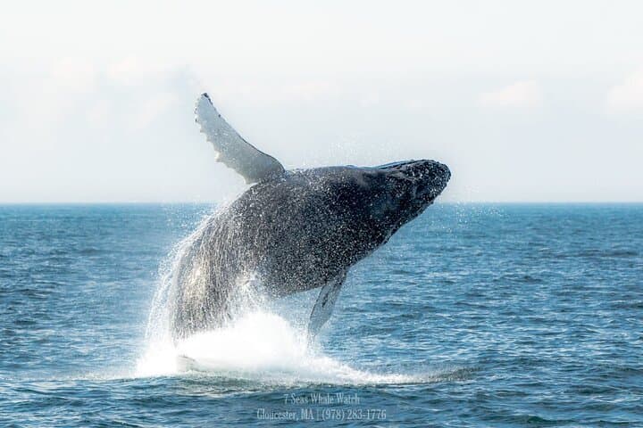 Guaranteed Whale Watching at Stellwagen Bank from Gloucester Harbor photo 6