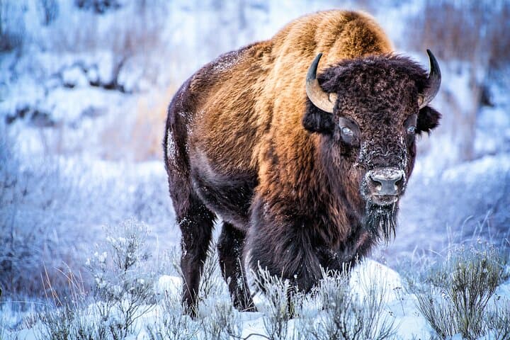 Yellowstone Winter Wildlife Full-Day Private Tour with Snowshoeing photo 3