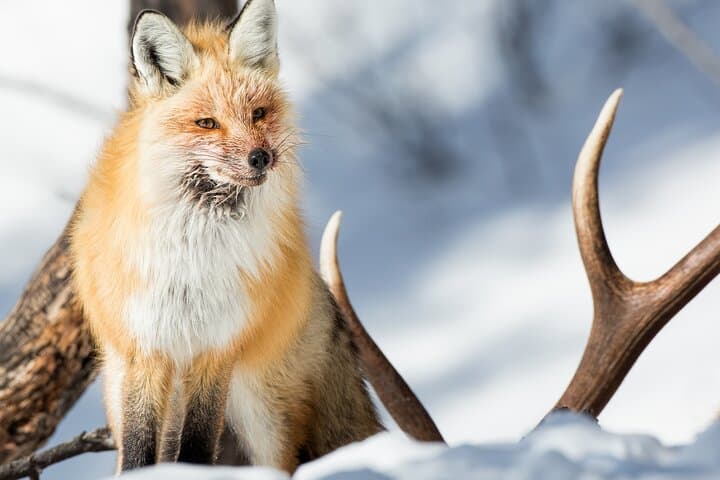 Yellowstone Winter Wildlife Full-Day Private Tour with Snowshoeing photo 5