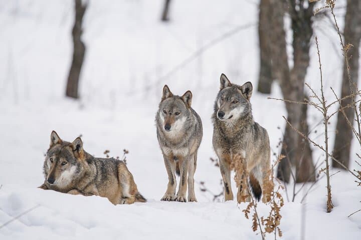 Yellowstone Winter Wildlife Full-Day Private Tour with Snowshoeing