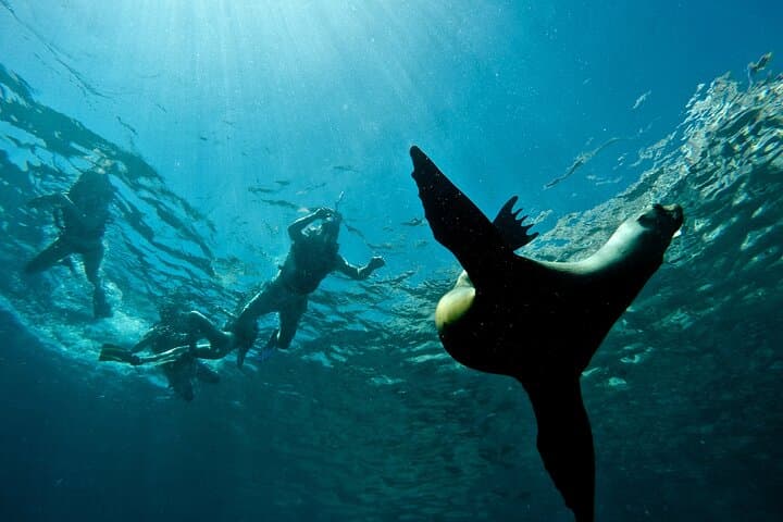 Espiritu Santo Island: Sea Lions, Snorkeling & Paddleboard Day Trip from La Paz photo 6