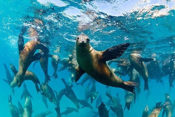 Espiritu Santo Island: Sea Lions, Snorkeling & Paddleboard Day Trip from La Paz photo 4