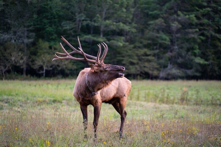 Elk & Waterfall Photo Tour in Cataloochee Valley — Winter Photography Lessons from Asheville