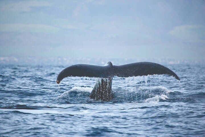 Experience Majestic Humpback Whales on Kona’s Deluxe Catamaran Whale Watch photo 3