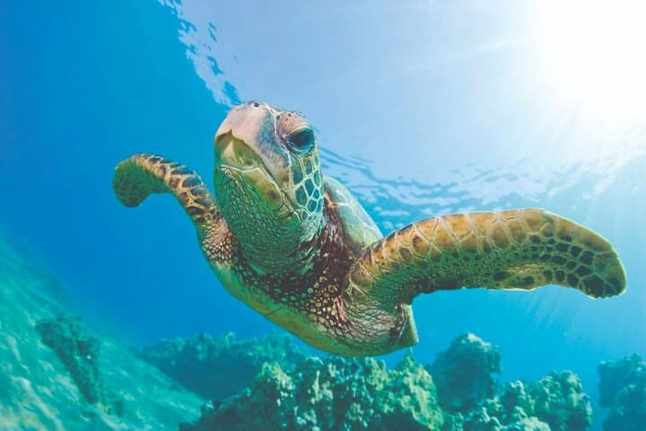 Sailing and Snorkeling the Kona Coast: A Catamaran Adventure with Lunch photo 2