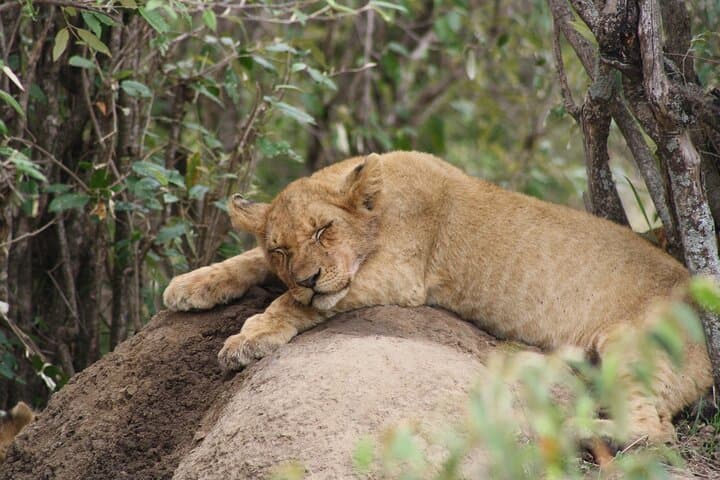 7-Day Kenya Birding and Big Five Safari — Masai Mara, Nakuru & Samburu photo 1