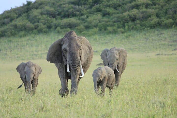 7-Day Kenya Birding and Big Five Safari — Masai Mara, Nakuru & Samburu photo 3