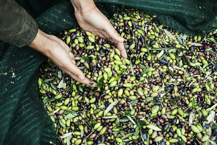 Peloponnese Olive Mill Tour & Tasting — Kalamata Grove Experience photo 4