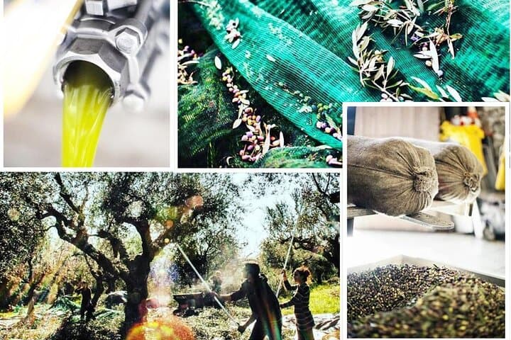 Peloponnese Olive Mill Tour & Tasting — Kalamata Grove Experience photo 5