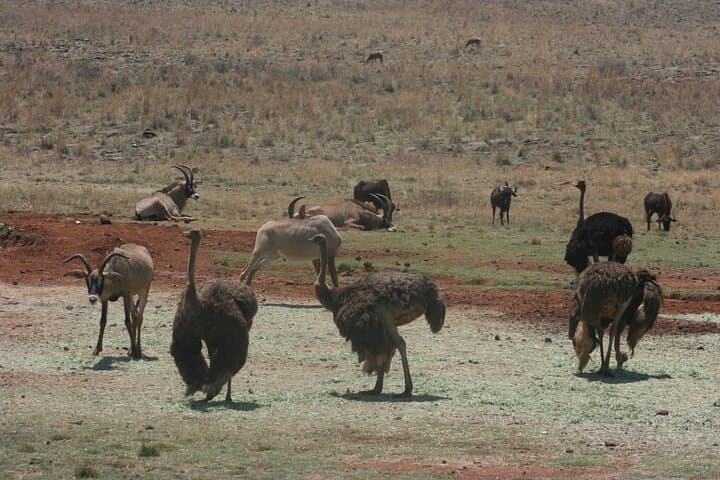 Rhino and Lion Park Guided Safari from Johannesburg — Wildlife Drive in the Cradle of Humankind photo 3