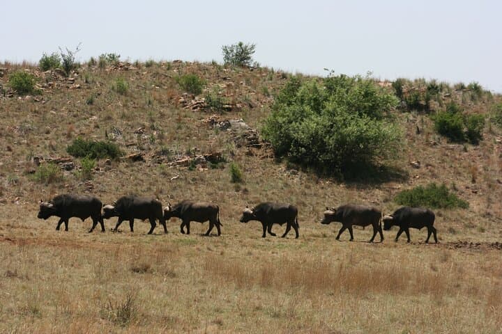 Rhino and Lion Park Guided Safari from Johannesburg — Wildlife Drive in the Cradle of Humankind photo 4