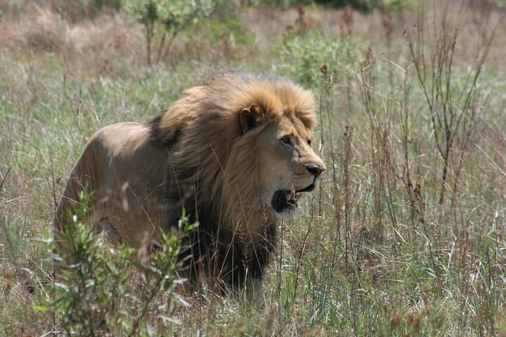 Rhino and Lion Park Guided Safari from Johannesburg — Wildlife Drive in the Cradle of Humankind photo 5