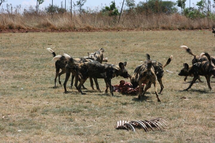 Rhino and Lion Park Guided Safari from Johannesburg — Wildlife Drive in the Cradle of Humankind photo 6