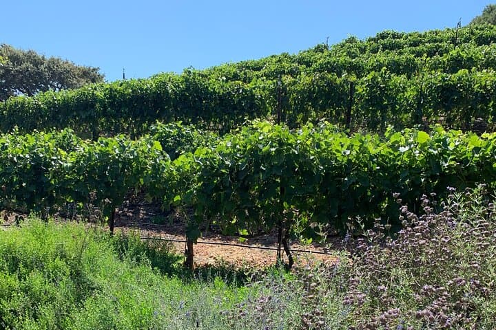 Discover the Private Santa Ynez Wine Tour: A Day Exploring California’s Central Coast Vineyards photo 6