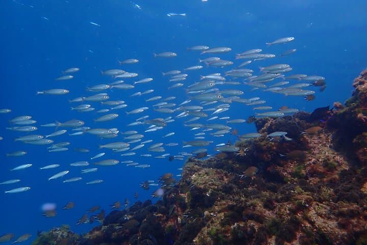 Snorkel Lanzarote: Guided Playa Chica Reef Experience in Puerto del Carmen photo 2