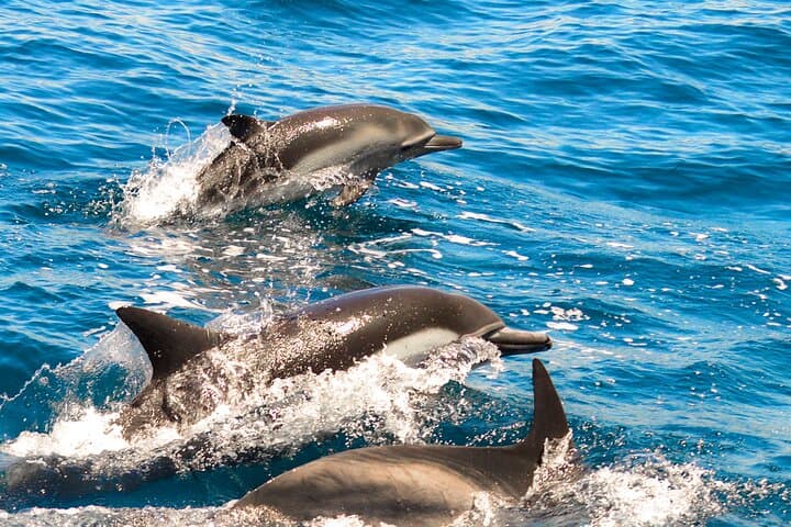 Dolphin Watching from Marina de Lagos: 90-Minute Atlantic Safaris