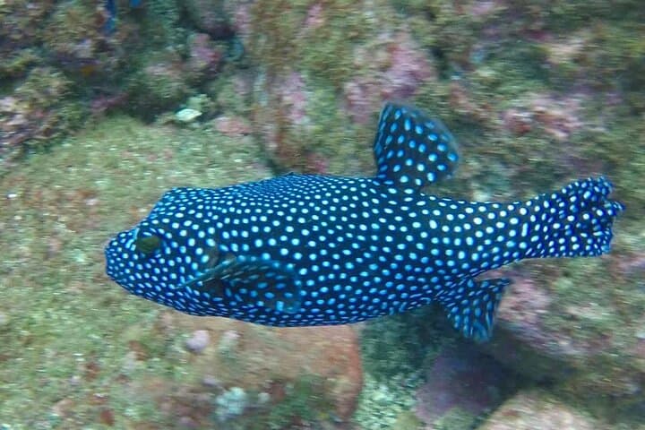 Discover Scuba Diving at the Catalinas — Beginner Guided Dives from Tamarindo photo 3