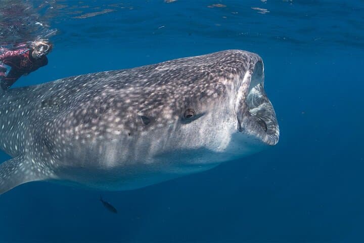 Explore Baja from La Paz: Private English-Speaking Driver for Custom Day Trips photo 4