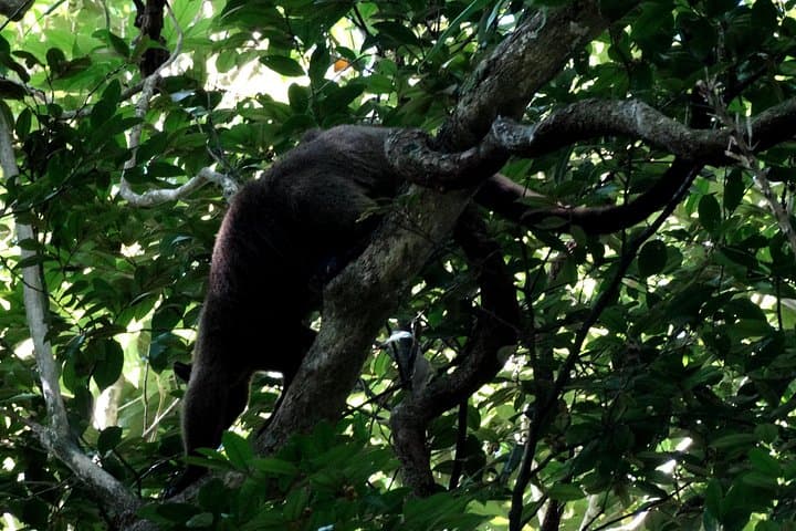 Guided Night Walk in Cape Tribulation — Daintree Rainforest Nocturnal Wildlife Tour photo 3