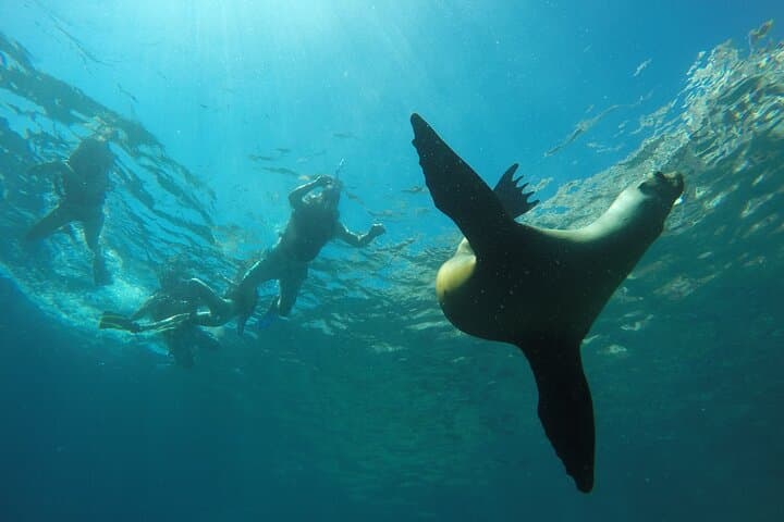 Espiritu Santo Island Sea Lions & Paddleboard Day Trip from La Paz photo 4