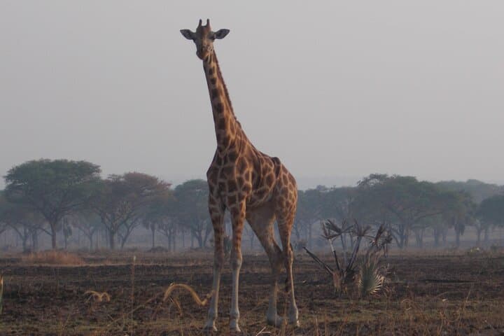 5-Day Murchison Falls & Jinja Safari: Nile, Wildlife and White-Water Rafting photo 3