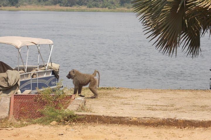 Lake Mburo One-Day Wildlife Safari: Zebras, Elands & Birding from Kampala photo 3