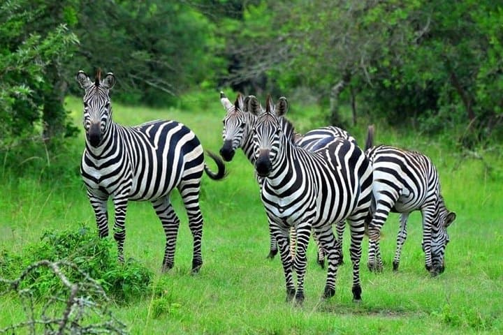 Lake Mburo One-Day Wildlife Safari: Zebras, Elands & Birding from Kampala photo 4