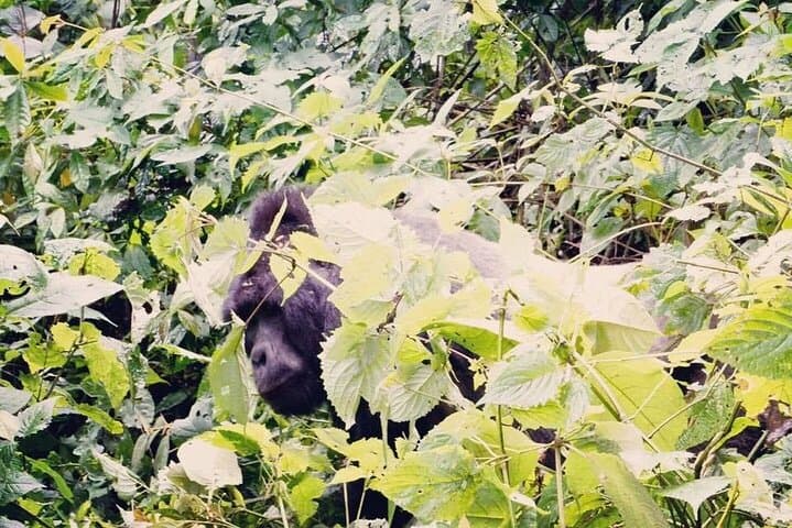 3-Day Gorilla Trekking Safari in Bwindi & Lake Bunyonyi photo 2