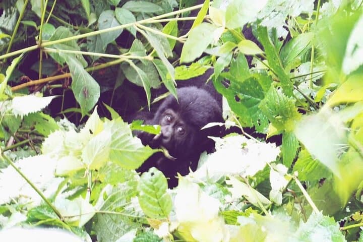 3-Day Gorilla Trekking Safari in Bwindi & Lake Bunyonyi photo 3