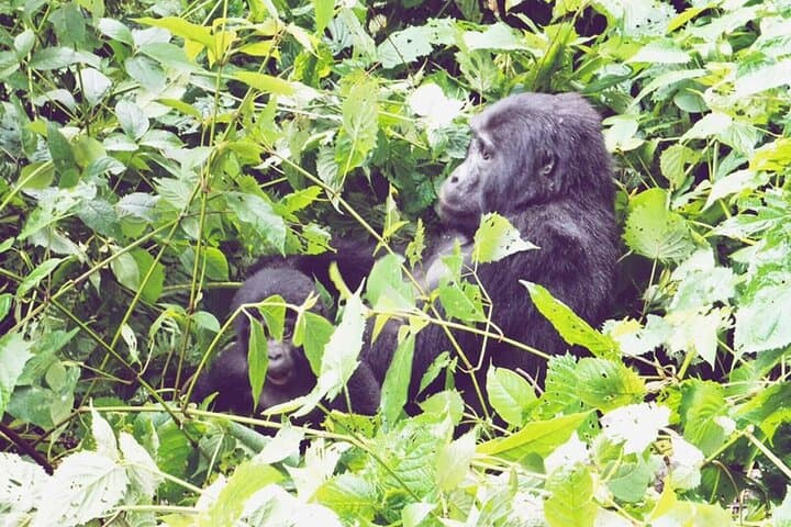 3-Day Gorilla Trekking Safari in Bwindi & Lake Bunyonyi photo 4