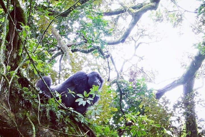 3-Day Gorilla Trekking Safari in Bwindi & Lake Bunyonyi photo 5
