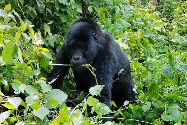 3-Day Gorilla Trekking Safari in Bwindi & Lake Bunyonyi photo 6