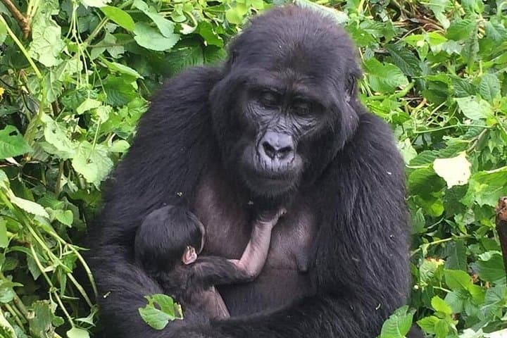 3-Day Uganda Gorilla Trekking Safari: Bwindi Gorillas & Lake Bunyonyi photo 3
