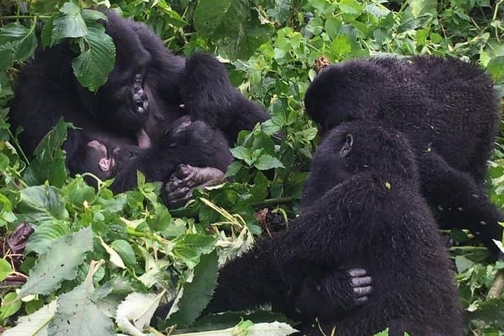 3-Day Uganda Gorilla Trekking Safari: Bwindi Gorillas & Lake Bunyonyi photo 4