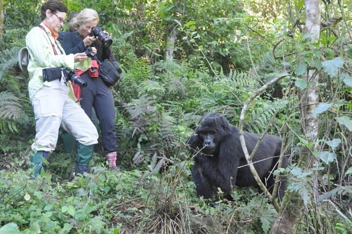 6-Day Bwindi, Kibale & Murchison Falls Gorilla and Safari Adventure photo 5