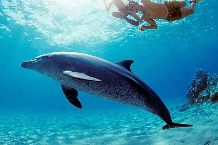 Dolphin House Snorkel Trip from Hurghada: Red Sea Day Cruise photo 3