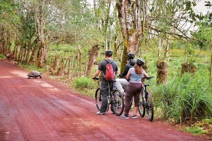 Santa Cruz Highlands Bike Tour: Giant Tortoises, Los Gemelos & Lava Tube Adventure photo 2
