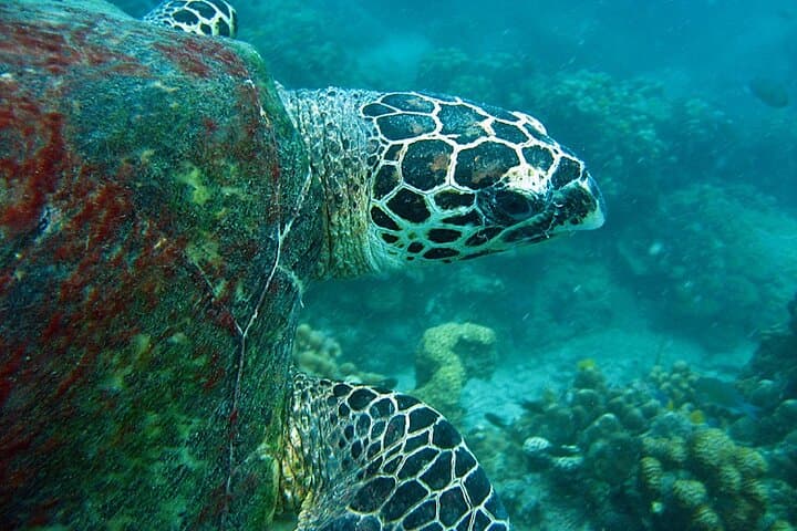 PADI Advanced Open Water Diver Course on Koh Tao — 2 Days, 1 Night photo 3