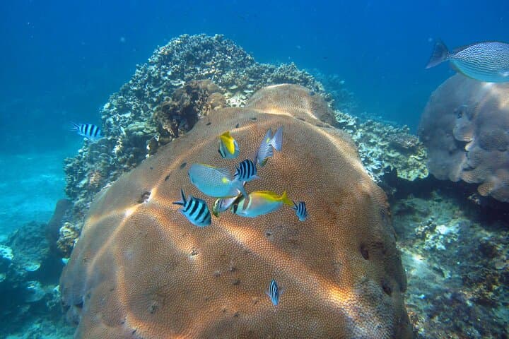 PADI Advanced Open Water Diver Course on Koh Tao — 2 Days, 1 Night photo 4