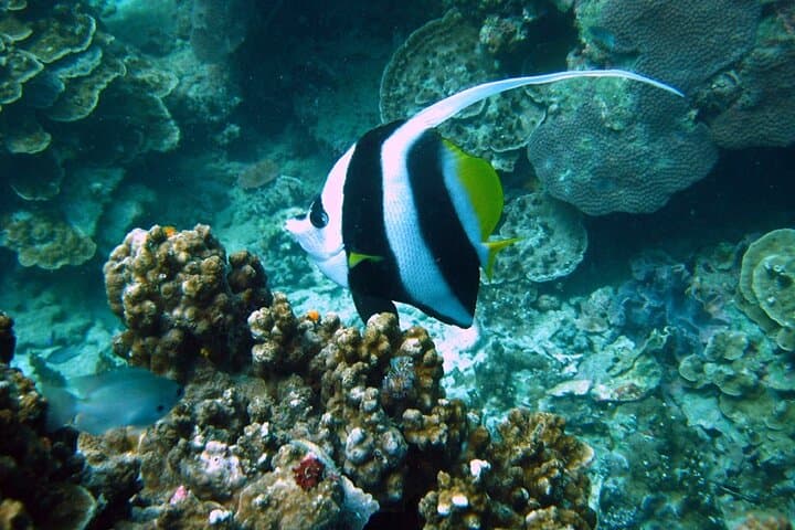 PADI Advanced Open Water Diver Course on Koh Tao — 2 Days, 1 Night photo 5