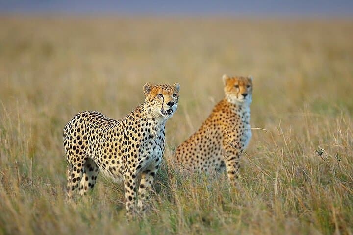 3-Day Sharing Safari: Tarangire, Ngorongoro & Lake Manyara photo 2