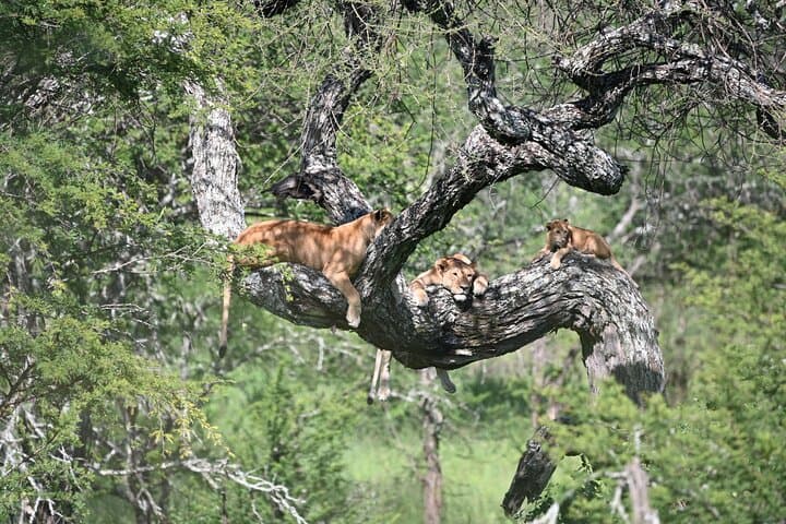 3-Day Sharing Safari: Tarangire, Ngorongoro & Lake Manyara photo 4